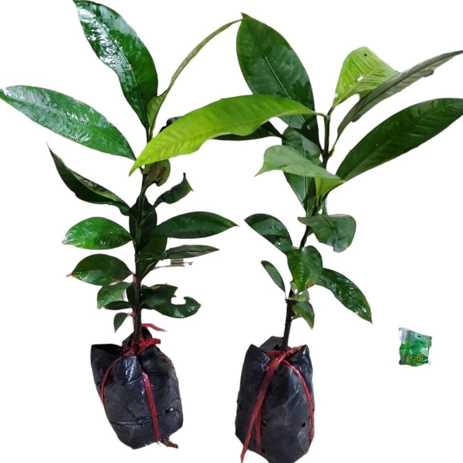 [Cây giống] Cây giống Măng cụt ta ươm hạt cao 40cm