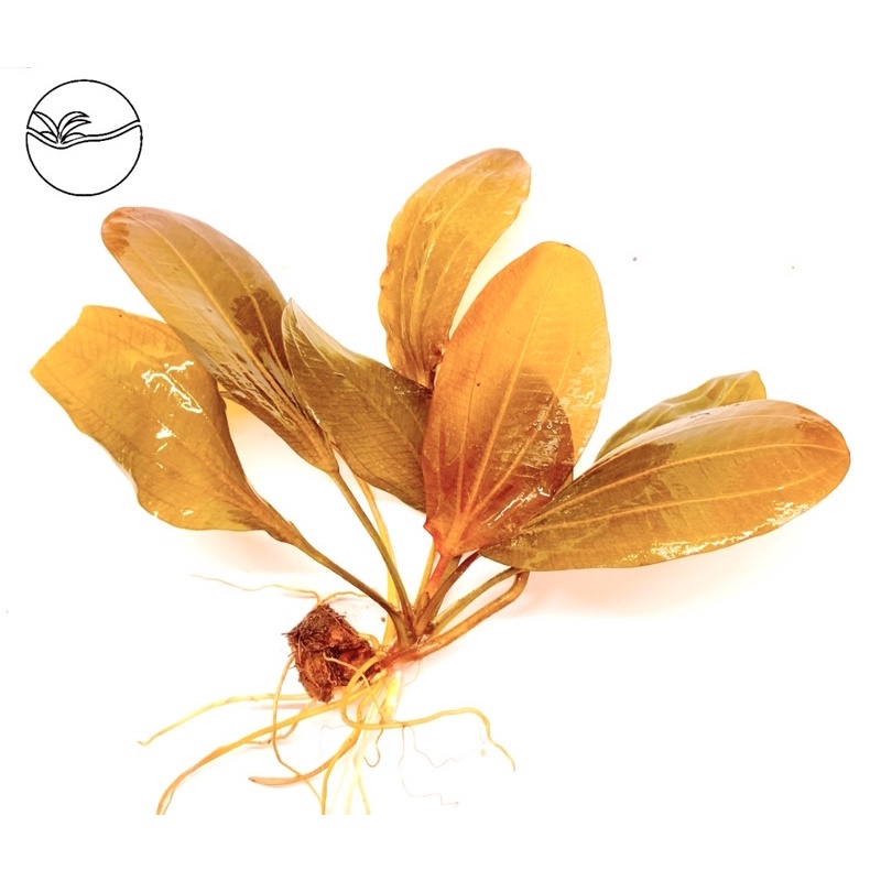 Echinodorus Roter Oktober - Cây Hồng Đản - Cây Thuỷ Sinh