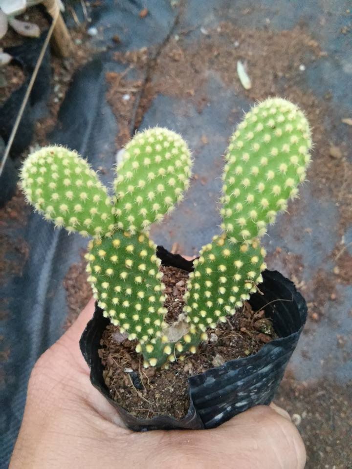 Chậu cây Xương Rồng Tai Thỏ
