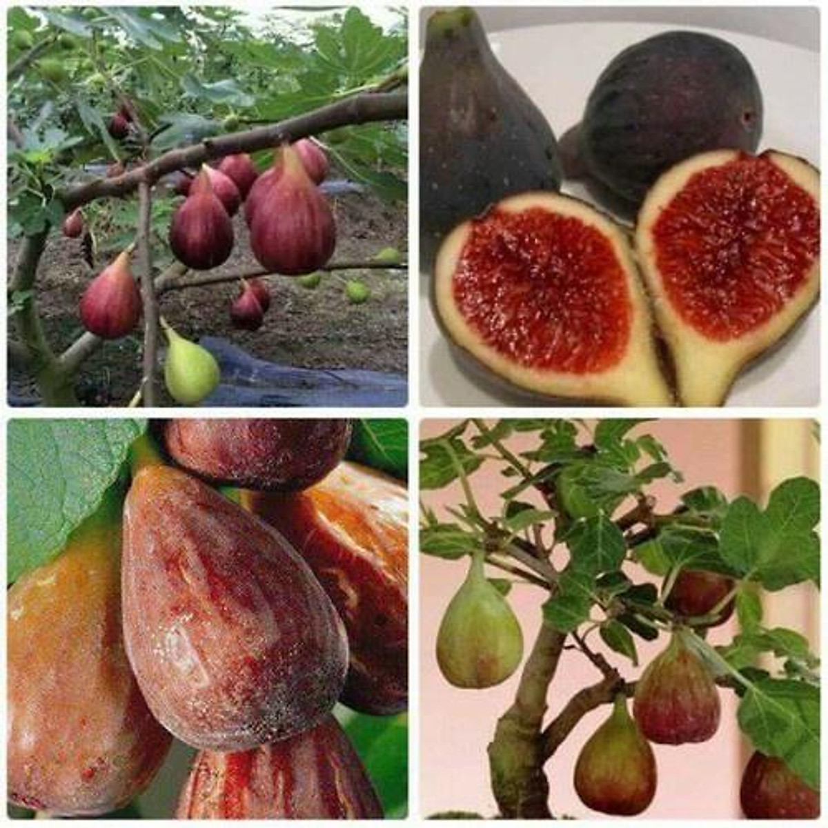 Cây Sung Mỹ siêu trái + (500g) phân thỏ hữu cơ