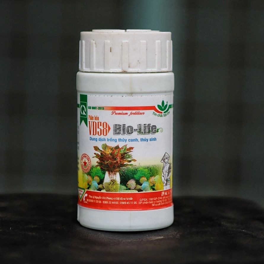 Dừa bonsai thủy canh