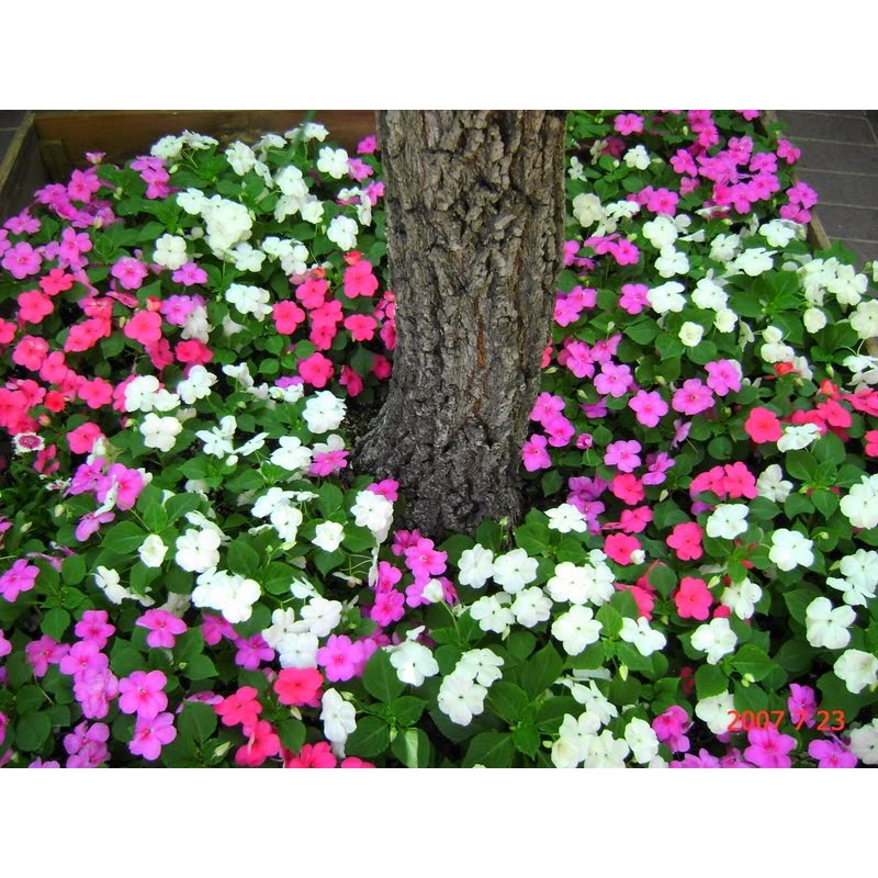 50H - hạt giống hoa ngọc thảo ( mai địa thảo đơn )