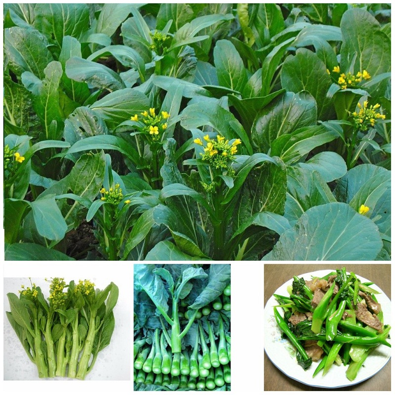 #Hạt_Giống _Cải_Ngồng ( Tím + Xanh )