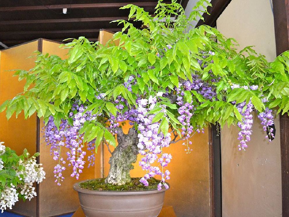 Hạt giống hoa tử đằng mix màu ( gói 5 hạt)