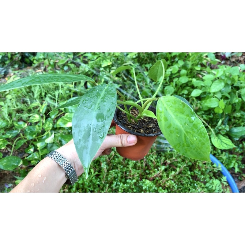 Cây giống trầu bà tỷ phú