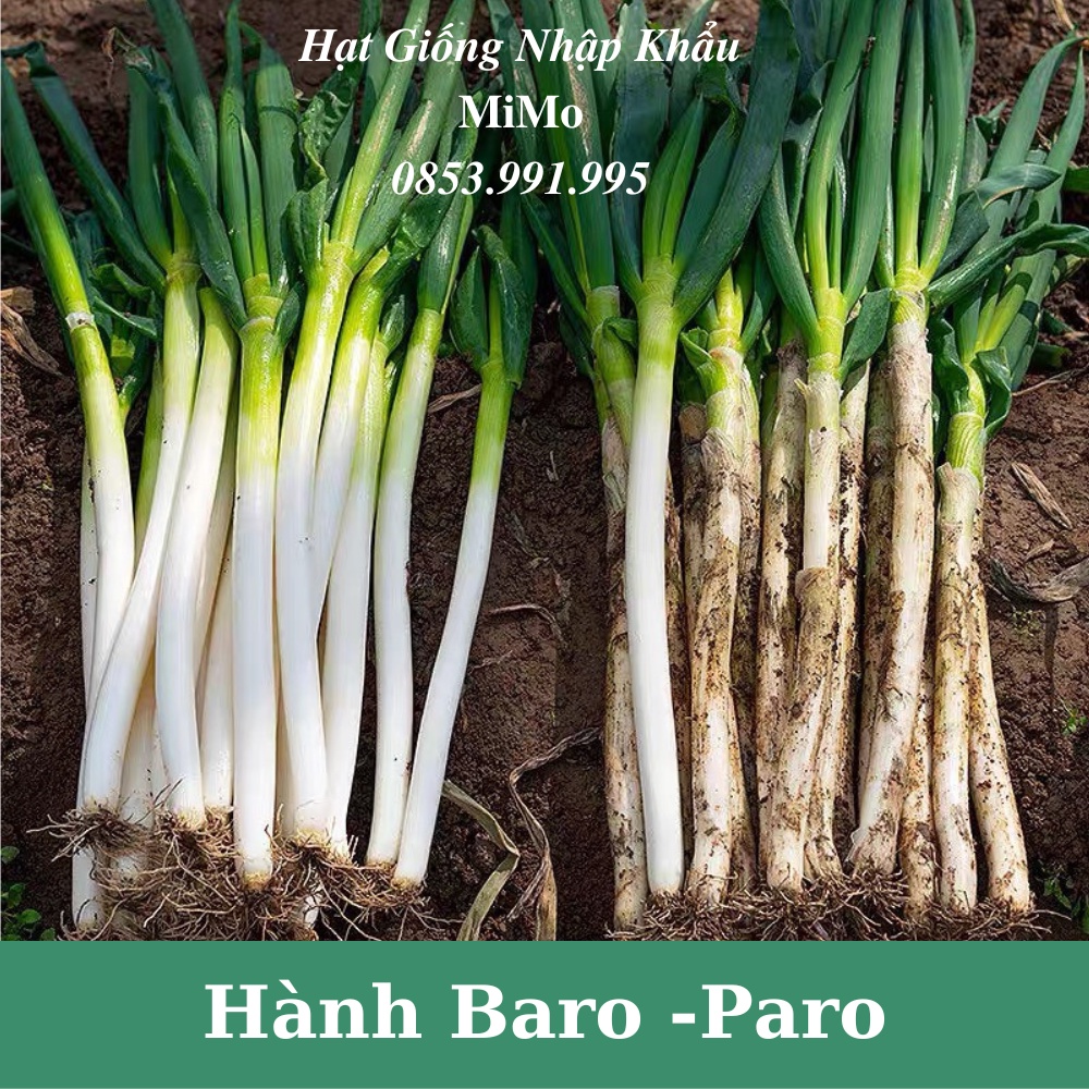 Hạt giống hành baro - hành paro khổng lồ