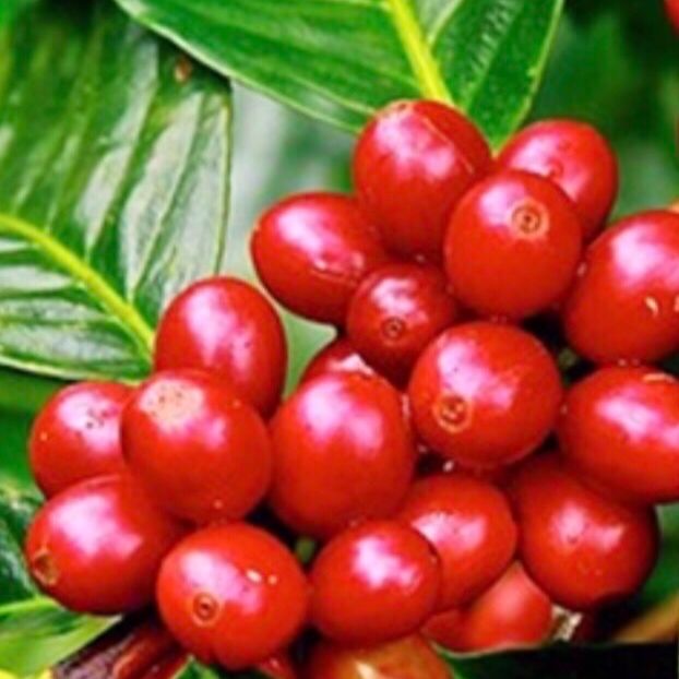 Cà phê hạt xay nguyên chất PHA PHIN_ 500 gr