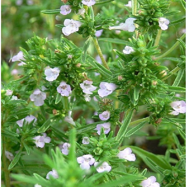 Hạt giống Cỏ Xạ Hương (Thyme) - Gói 100 hạt