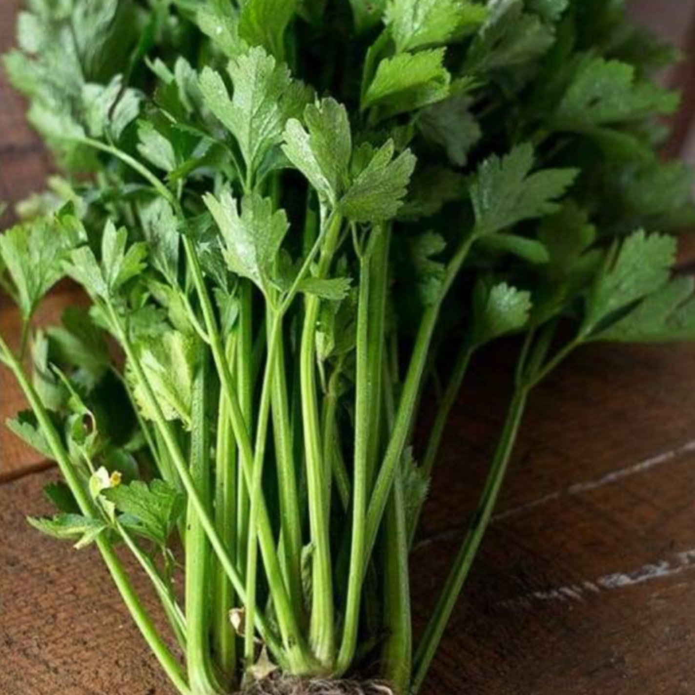 Hạt giống rau cần tây THERA, đóng gói 5gr