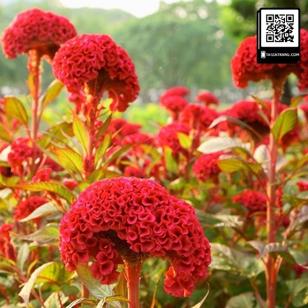 Hạt giống hoa mào gà búa