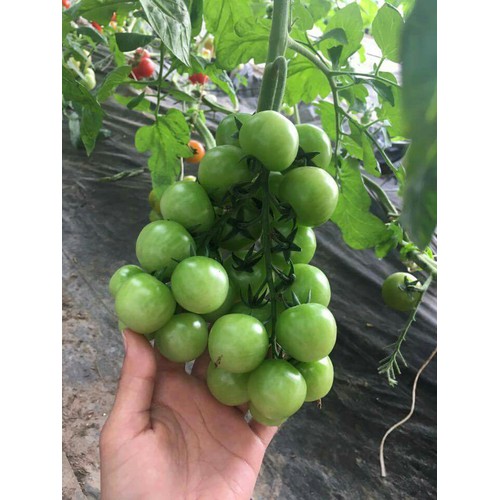 Hạt giống cà chua bi dây vàng cherry ( gói 30 hạt kèm gói kích thích hạt nảy mầm )