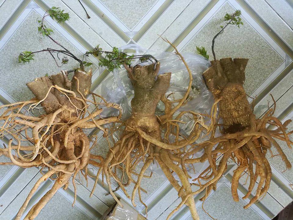 [HCM][CHÍNH HẢNG] rể đinh lăng tươi 1kg