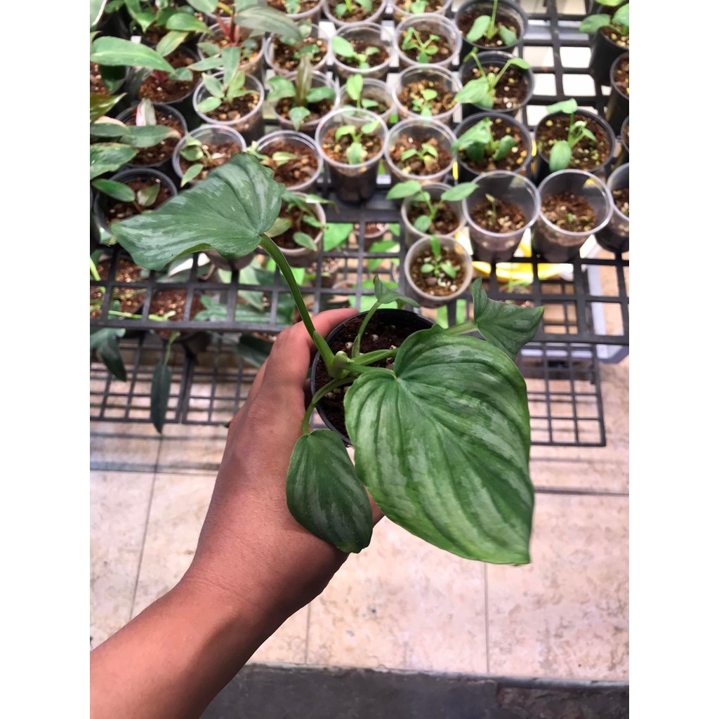 (RẺ  SÀN) Philodendron Mamei Silver Cloud