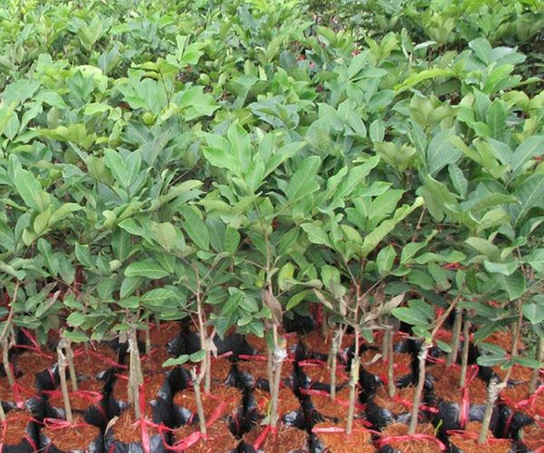 Cây chôm chôm thái giống cho trái sớm + Tặng kèm túi phân trùn quế, phân sạch