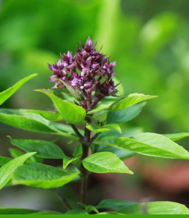 Hạt Giống Rau Húng Quế - Gói 2gram - VTNN2