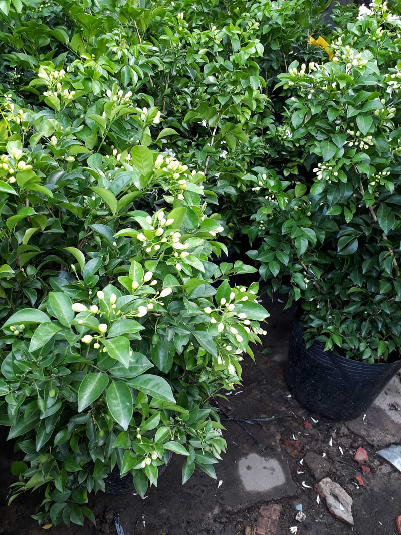 cây giống nghuyệt quế trắng thái