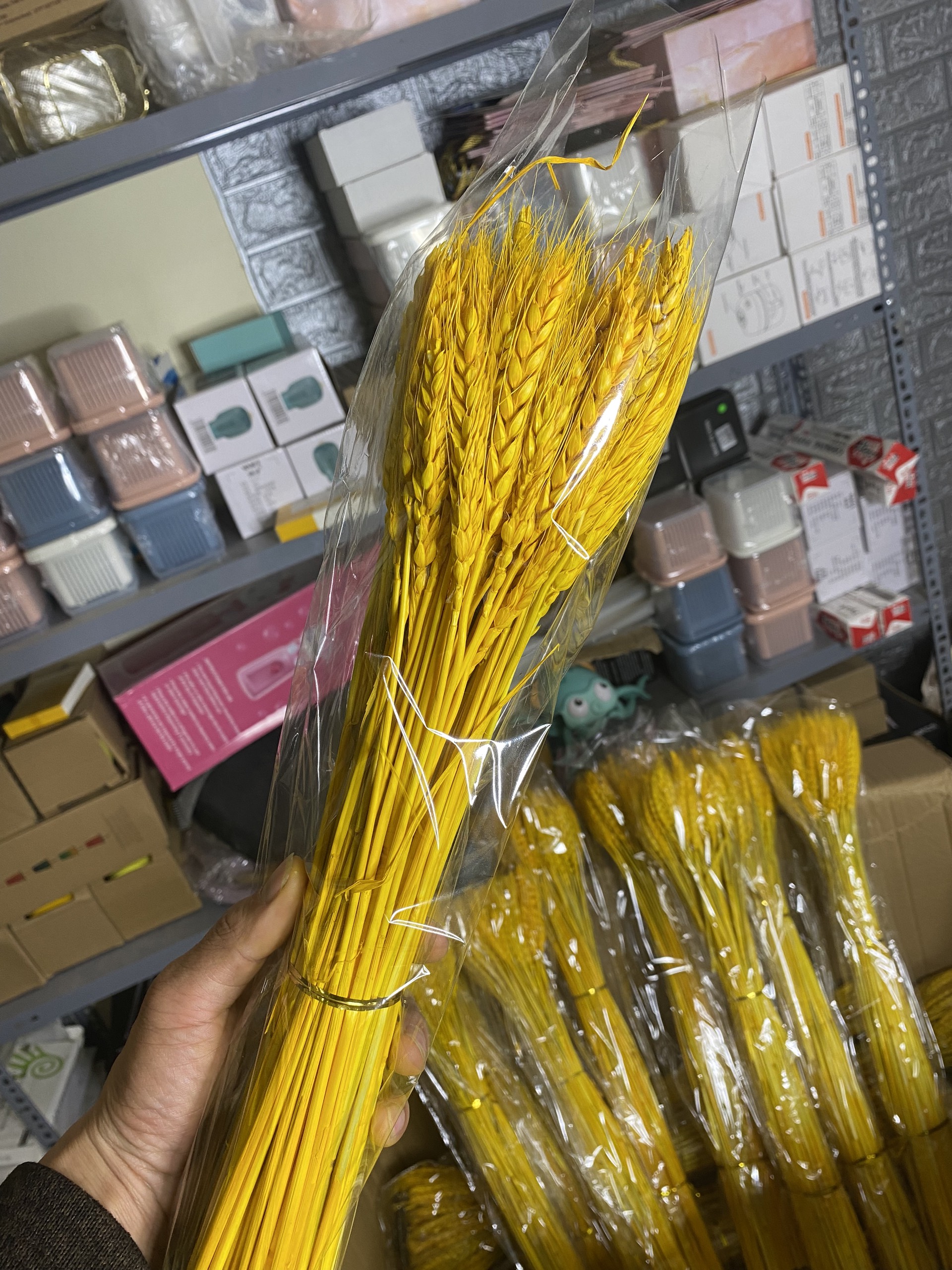 Hoa Lúa Mạch Khô Thật 100 Bông Màu Vàng , Bông Hoa Lúa Mạch Trang Trí Decor