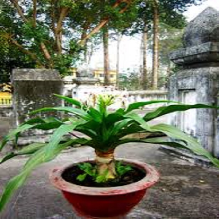 Cây Đại Tướng Quân