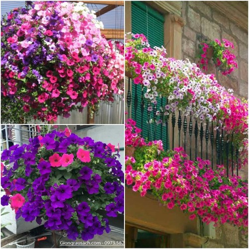 "Gói 50 Hạt " Hạt Giống Hoa Dạ Yến Thảo cánh đơn sọc nhiều màu