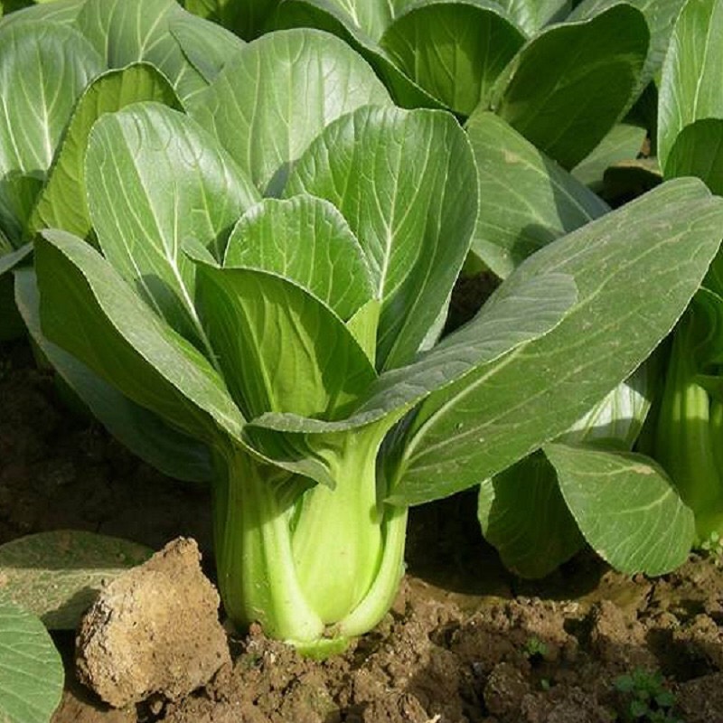 Cải thìa 77 (20g)