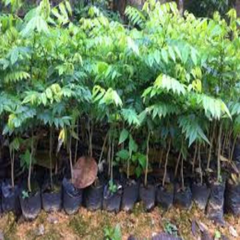 Cây giống Sưa đỏ có giá trị kinh tế cao + tặng 3 cây chè xanh