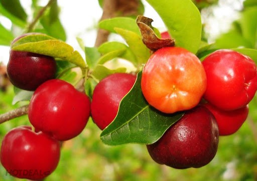 Cây giống cây sơ ri thái trái ngọt, siêu quả, cam két chuẩn giống f1