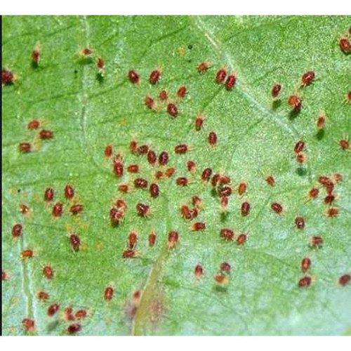 Nilmite - Thuốc trừ Nhện đỏ, nhện gié
