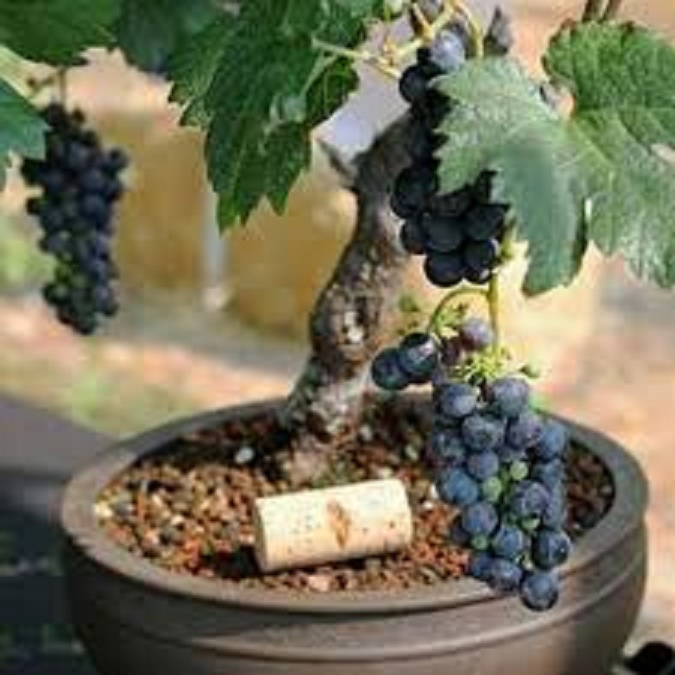 Cây giống NHO LEO PHÁP, NHO LÙN PHÁP - Hàng cây giống chuẩn F1