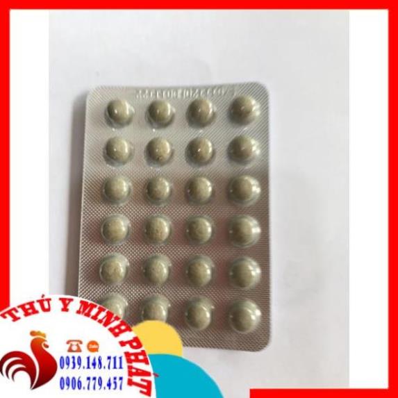 Viêm ôn thanh vỉ 24 viên