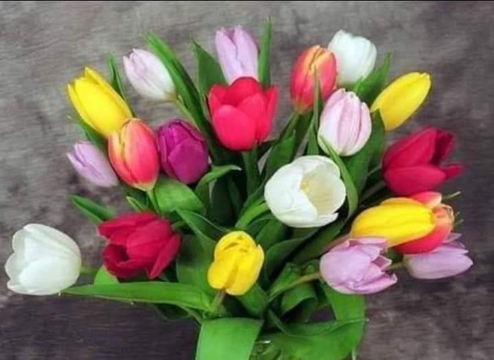 combo 5 củ giống hoa tulip-củ giống
