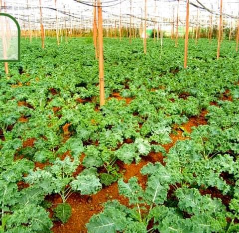 Bột cải kale Jan’s mới 20 gói tiện dụng