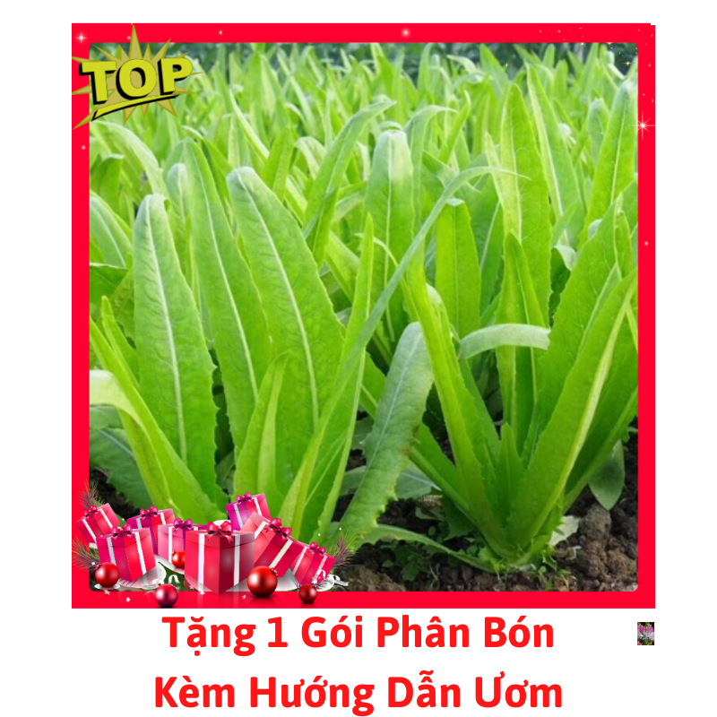 [Lấy mã giảm thêm 30%] Gói Hạt Giống Rau Diếp Thơm