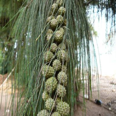 "Gói 10 Hạt " Hạt giống cây giống cây phi lao ( Xi lau, cây Dương, Dương liễu)