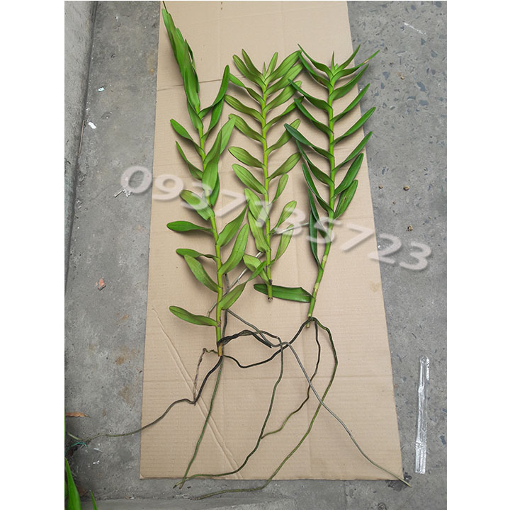 [HCM]COMBO 3 CÂY LAN BÒ CẠP VÀNG CÂY GIỐNG