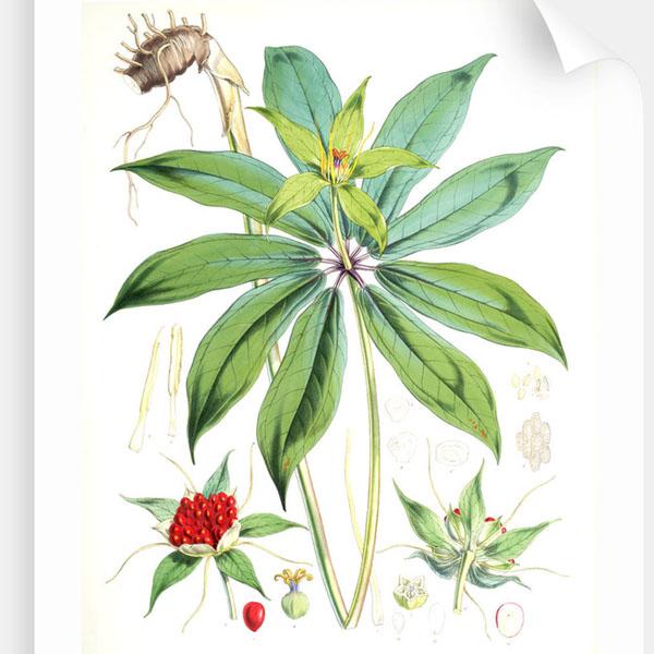 [3 packs] - paris polyphylla