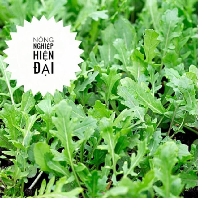 Hạt Giống Rau Thơm Wild Rocket (1gram)