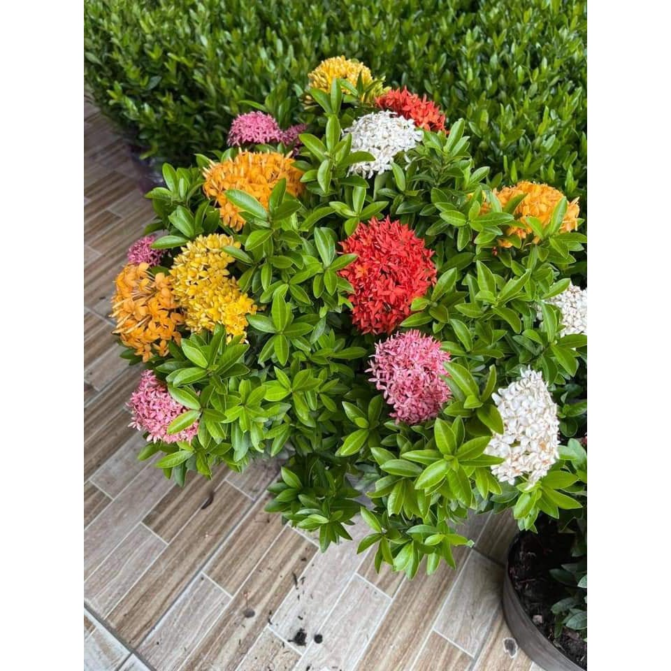 Cây giống mẫu đơn ngũ sắc