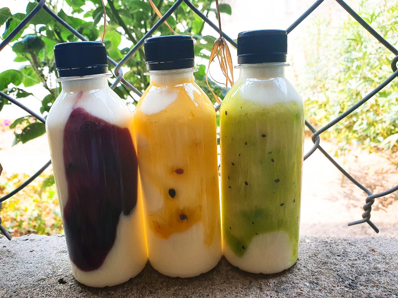 50 Chai Nhựa PET Tròn 250ml