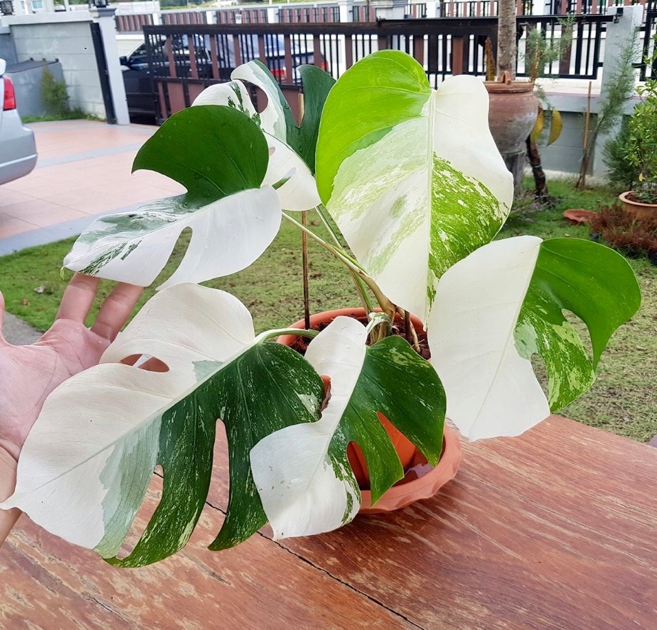 Trầu Bà Lá Xẻ Var (Monstera Albo)