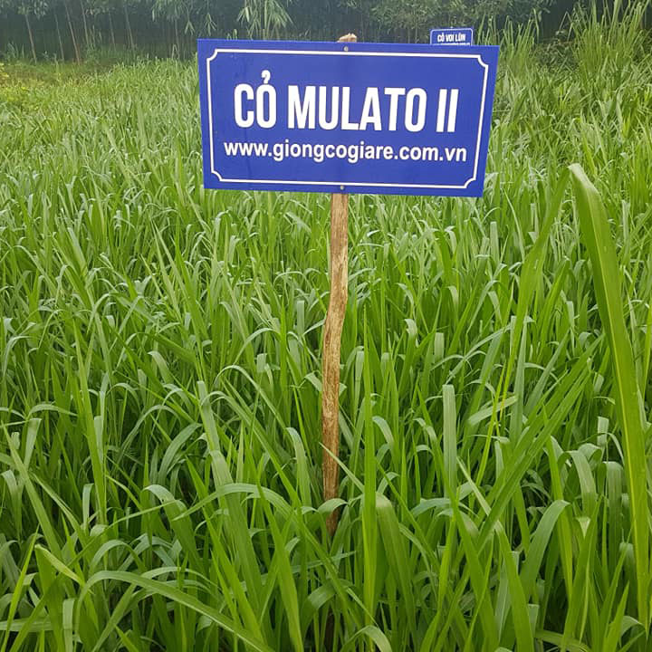 Hạt Giống Cỏ Mulato 2 – Hybrid Brachiaria (Bổ sung dinh dưỡng)