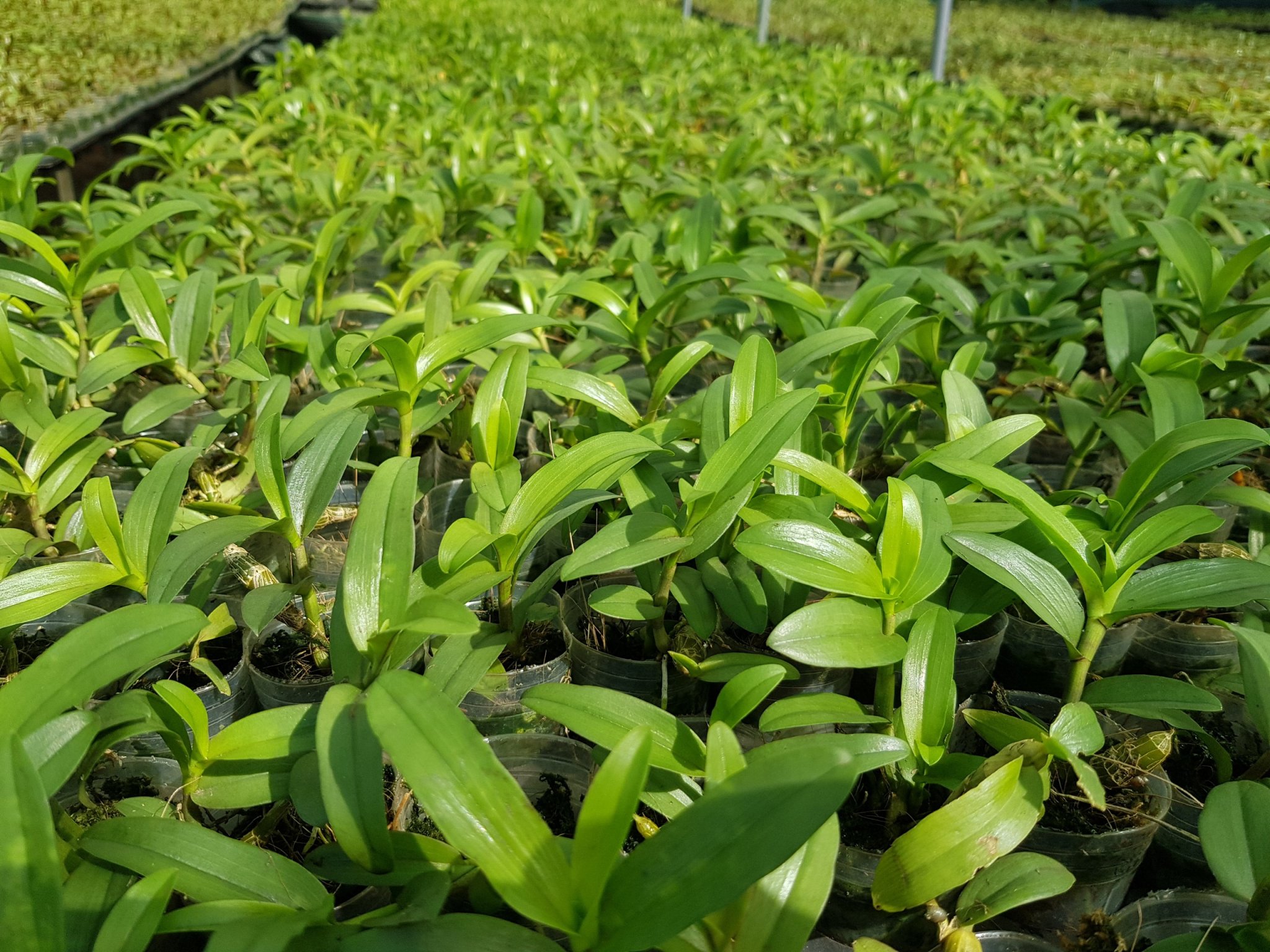 [Siêu Sale] phi điệp ám phú thọ