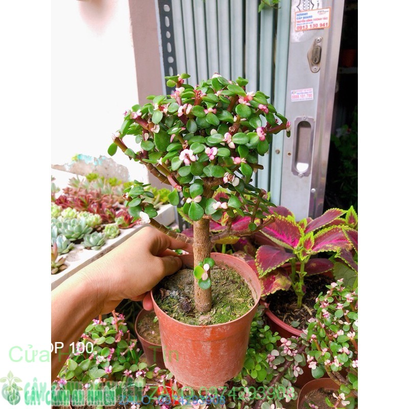 Cây cành vàng lá ngọc