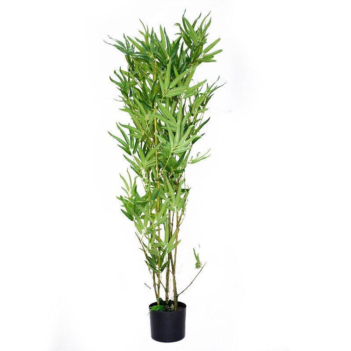 cây trúc quân TỬ