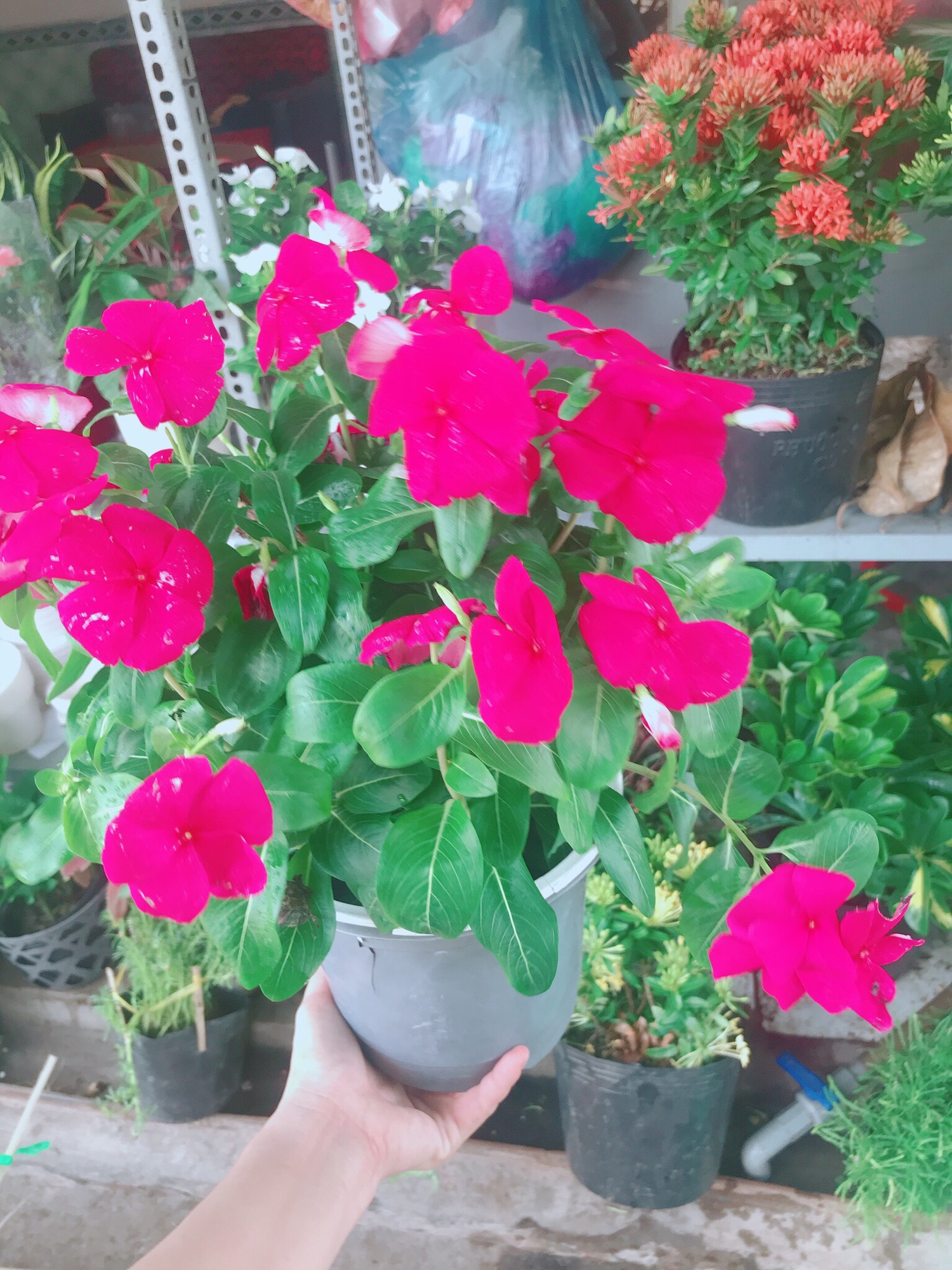 Chậu hoa dừa cạn