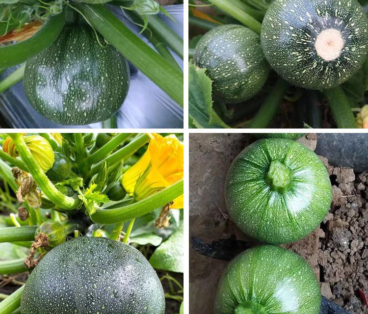 Hạt giống Bí Ngòi (Bí Ngồi) tròn xanh (Gói 10 hạt)
