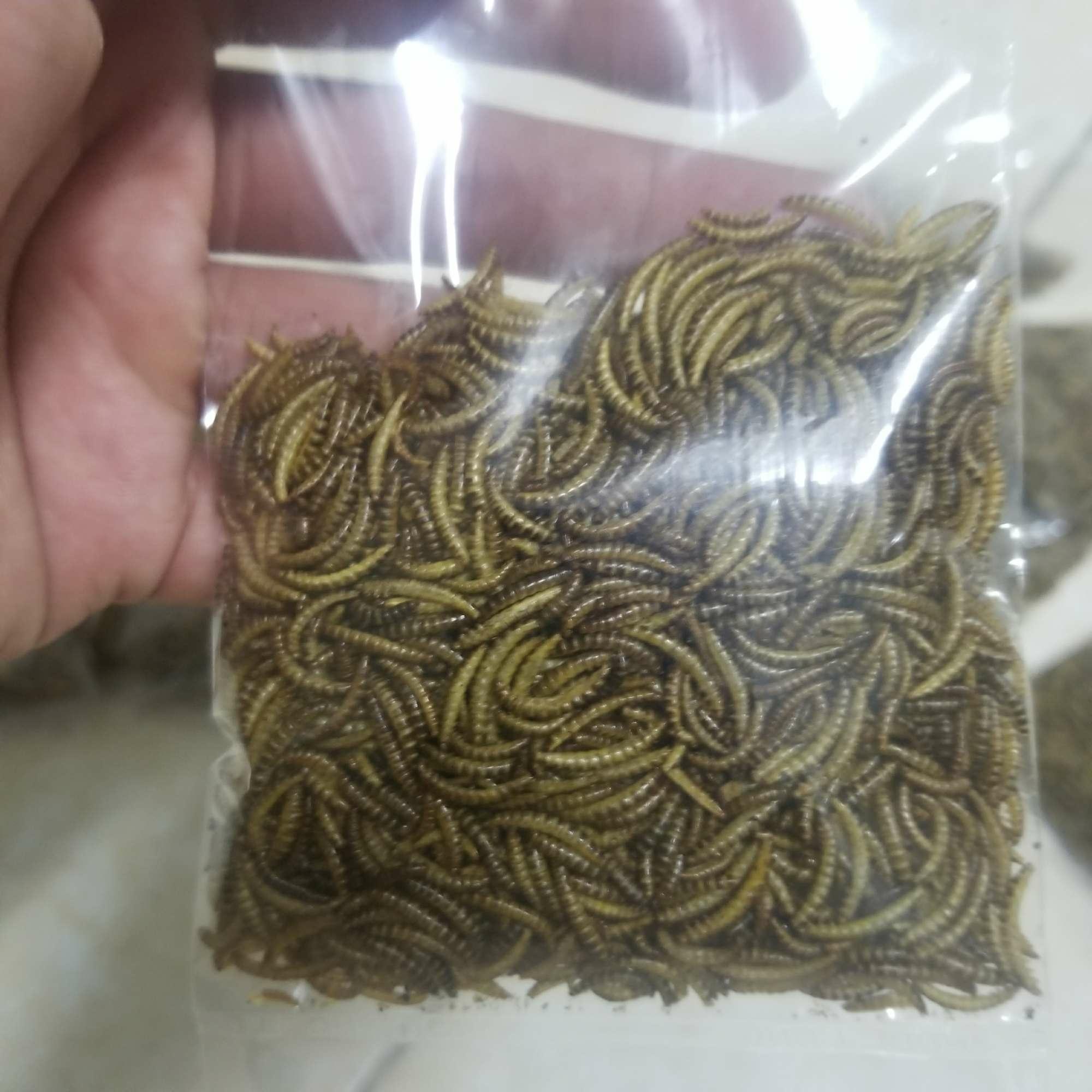 sâu gạo rang bơ size mini cho nhím, sóc, hamster