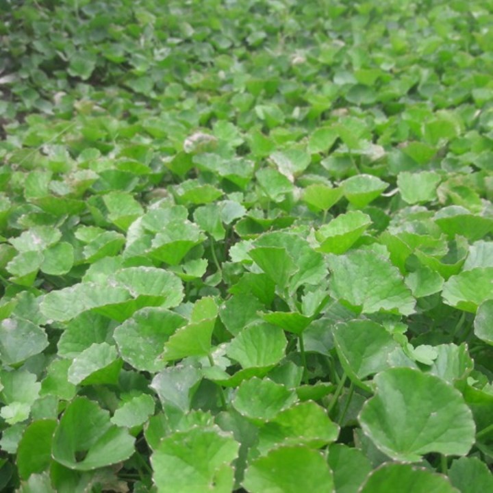 Hạt Rau Má - Gói 1 Gram