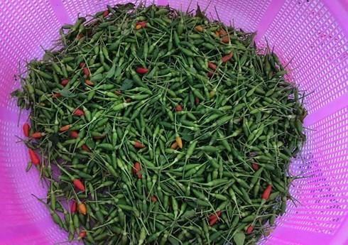 ớt chim rừng mùa 2021