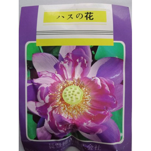 Purple White Lotus Seeds (Pack of 5 Seeds)