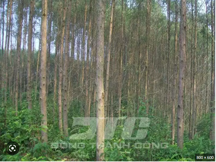 CÂY BẠCH ĐÀN CAO GIỐNG 70CM ( cây dễ chăm sóc, lớn nhanh)